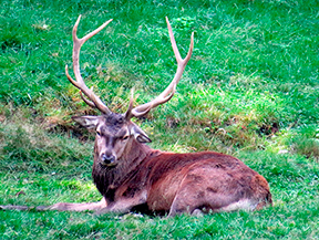 Le brame du cerf au Boumort (2 jours)