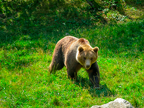 Sur les traces de l´ours dans les Pyrénées : écologie et coexistence