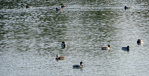 Parc Naturel des Aiguamolls de l´Empordà