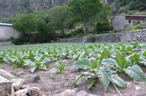 Champs de tabac en sortant de Sant Coloma.