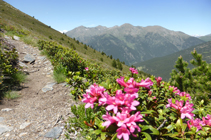 Zone de rhododendrons en descendant vers le col de Montaner.