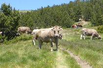 Vaches paissant au col de Montaner.