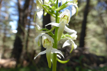 Orchidée typique des forêts de pins sylvestres.