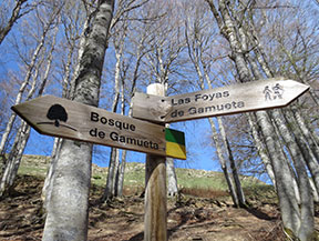 Forêt de Gamueta depuis le refuge de Linza