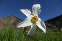 Les narcisses des poètes, la fleur nationale de la Principauté.