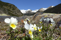 Vue panoramique sur les sommets de la vallée du Riu.