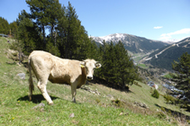 Troupeau de vaches paissant.