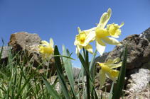 Narcisses dans la vallée d´Incles.