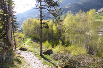 Forêts de bouleaux.