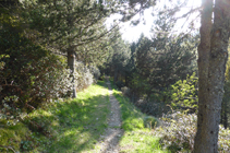 Forêt de pins noirs et de rhododendrons sur le chemin de l´Obac.