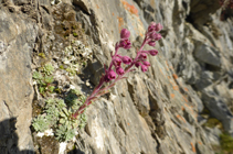 Le saxifrage moyen, typique des roches calcaires des Pyrénées.