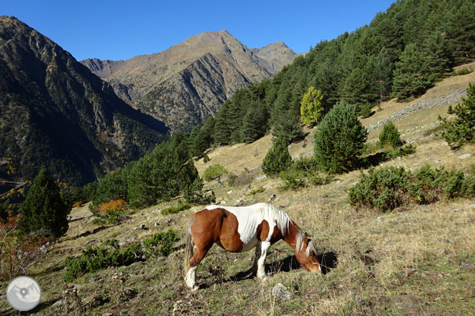 Chemin de Percanela - Les Fonts - Pla de l