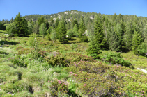 Le sapin et le rhododendron sur l´ubac.