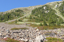 Rhododendrons et éboulis schisteux.