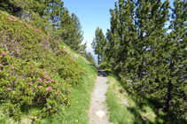 Forêt de pins noirs et de rhododendrons sur l´ubac.