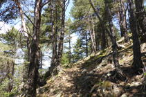 Forêt de pins sylvestres sur le chemin de l´Avier.