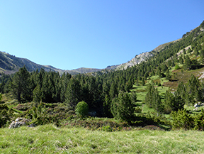 Chemin de Prat Primer et forêt de la Caülla