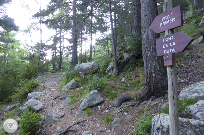 Chemin de Prat Primer et forêt de la Caülla 1 