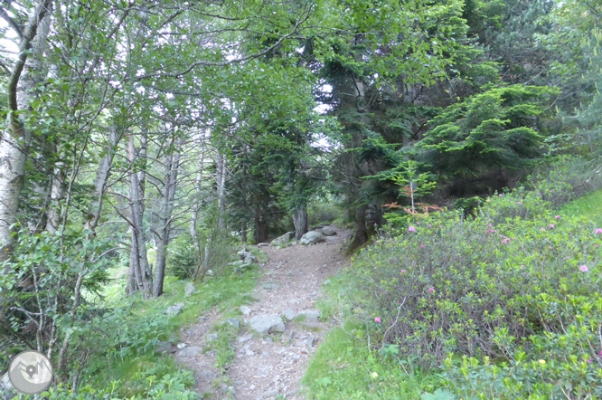 Chemin de Prat Primer et forêt de la Caülla 1 