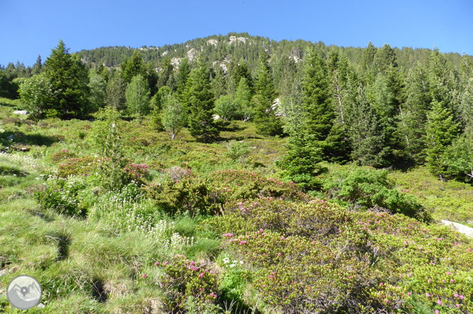 Chemin de Prat Primer et forêt de la Caülla 1 