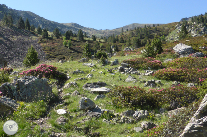 Chemin de Prat Primer et forêt de la Caülla 1 