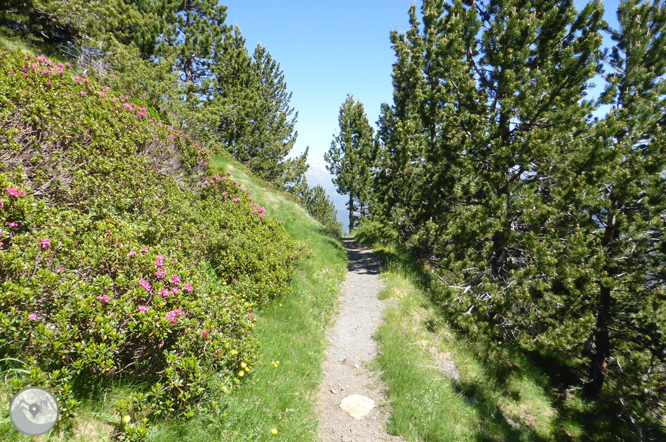 Chemin de Prat Primer et forêt de la Caülla 1 