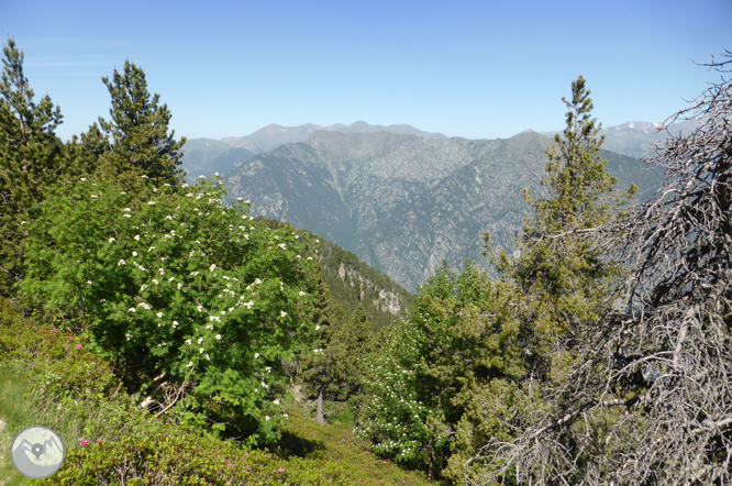 Chemin de Prat Primer et forêt de la Caülla 1 