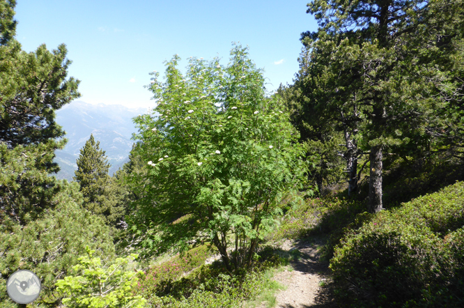 Chemin de Prat Primer et forêt de la Caülla 1 