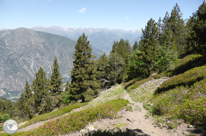 Chemin de Prat Primer et forêt de la Caülla 1 