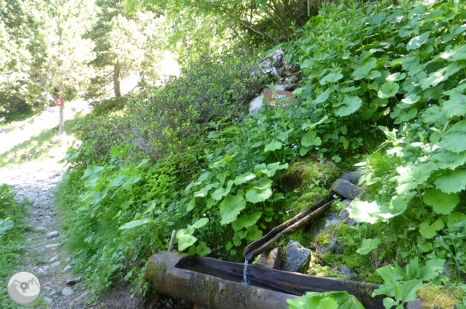 Chemin de Prat Primer et forêt de la Caülla 1 