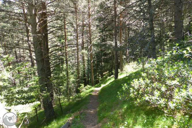 Chemin de Prat Primer et forêt de la Caülla 1 