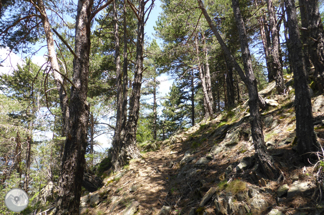 Chemin de Prat Primer et forêt de la Caülla 1 