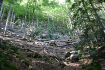 Commencer à avancer dans une belle forêt de hêtres.