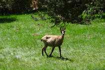 Chamois en liberté.