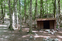 Cabane au milieu de la forêt de hêtres.