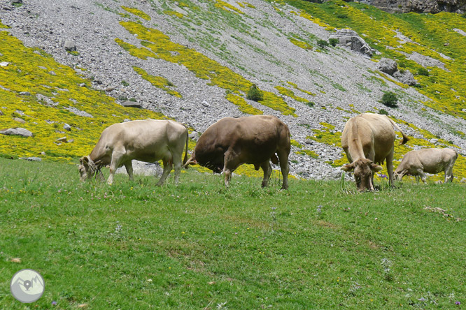 Queue de Cheval par les Gradas de Soaso 1 