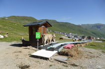 Des vaches profitant des pistes de ski.