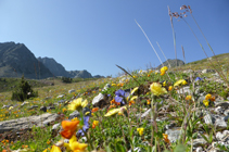 Mosaïque de fleurs dans les prés alpins du Pas de la Case.