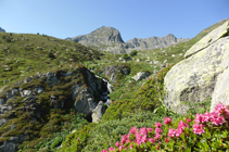 Rhododendrons et ruisseau des Abelletes.