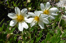 <i>Dryas octopetala</i> au col des Isards.