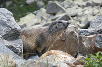 Marmotte dans les roches du versant nord du pic des Abelletes.