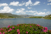 Rhododendrons sur le lac des Abelletes.