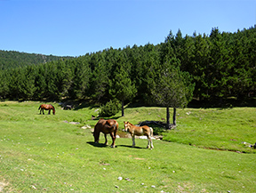 L´étang de Davall aux Comes de Rubió