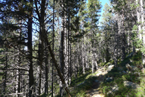 Forêt de pins noirs.