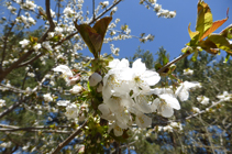 Cerisier en fleur sur le chemin des Pardines.