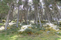 Forêt de pins noirs et de rhododendrons.