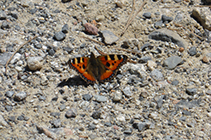 Papillon sur le chemin des Pardines.