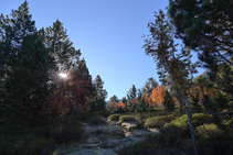 Les couleurs de l´automne dans la forêt.