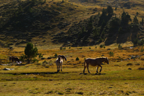 Des chevaux.