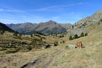 Un cheval au bord du chemin.